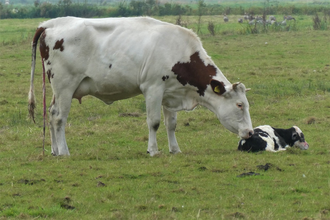 DDGS – wysokoenergetyczna pasza dla bydła opasanego